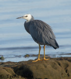 White-faced Heron