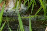 Frog pond with grass and foam