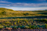 Native prairie grasses and ecology.