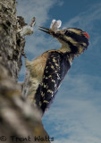 Hairy Woodpecker with insect in bill.