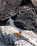 Atlantic Puffin