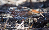 Fox Sparrow on Spring Migration