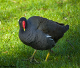 Common Moorhen