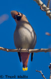 Bohmeian Waxwing.