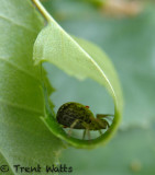 Spider.  What is the red dot on its back???