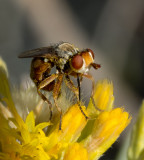 Fly pollinating flower.