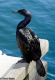 Pelagic Cormorant