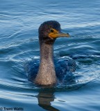 Double-crested Cormorant