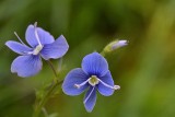 Persian speedwell Veronica persica perzijski jetrnik  dsc_0163(2)Nzpb