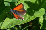 Lycaena hippothoe krlatni cekinček dsc_0162~0Nzpb