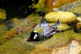  Parus major  velika sinica  DSC_0410xpb