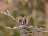  Melanargia galathea  travniski lisar dsc_0230xpb