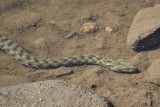 Natrix tessellata  kobranka dsc_0195xpb