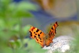 Polygonia c-album   beli C DSC_0381xpb