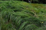 Pohorje  grass  in forest clear dsc_0137xpb