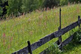 Fence around meadow DSC_0857xpb