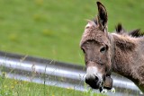 Donkey with flowers DSC_0788xpb