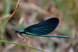 Calopteryx virgo modri bleščavec DSC_0240xNpb