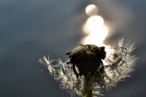 Dandelion dsc_0064(2)~0pb