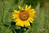 The sunflower  dsc_0504Ypb