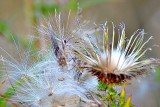 Cirsium spinosissimum  tratni osat DSC-0764xpb