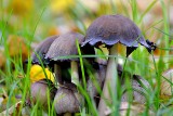 Mushrooms dsc_0284xpb