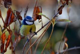 Blue tit cyanistes caeruleus  plavček   DSC_0160xpb