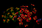 Small colored flowers DSC_0089xypb