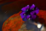  Violete  flower lives on Mars  DSC-0386xpb
