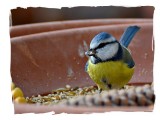 Blue tit cyanistes caeruleus plavček DSC_0244