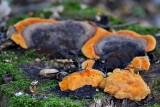 Mushrooms  DSC_0651xpb