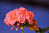 A geraniums blooms  DSC_021xpb