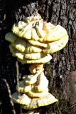 Mushrooms   drevesna goba DSC_0803_1xpb