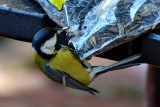 Parus major  velika siniica dsc_0099xpb