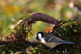  Parus major velika sinic DSC_0405xpb