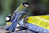  Parus major velika sinica dsc_0608ypb