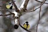  Parus major velika sinica DSC_0451xpb