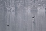 Snowing  river  birds  sneženje reka in ptice DSC_0207fpb