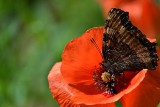 Poppy  DSC_0168xpb