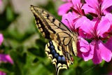 Swallowtail Papilio machaon lastovičar DSC_0138xpb