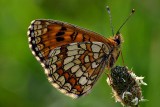 Butterfly  DSC__0285xpb