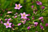 Centaurium eryhraea  DSC_0438xpb