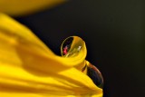 Sunflower & Drops DSC_0232gpb