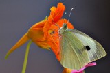 Butterfly  Pieris brassicae  kapusov belin  DSC_0107xpb 