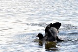 Coot fulica atra  crna liska   DSC_0228xpb