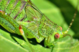 Orthoptera kobilica  DSC_0148spb