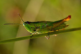 Orthoptera kobilica  DSC_0516xNpb