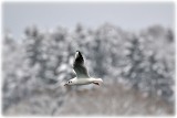 Gull Flying in the snowing  DSC_o429gpb