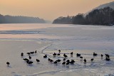 Birds on the  freeze river  dsc_0330xpb