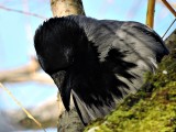 Hooded crow  siva vrana DSCN1089xpb